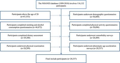 Dose–response relationship of dietary Omega-3 fatty acids on slowing phenotypic age acceleration: a cross-sectional study